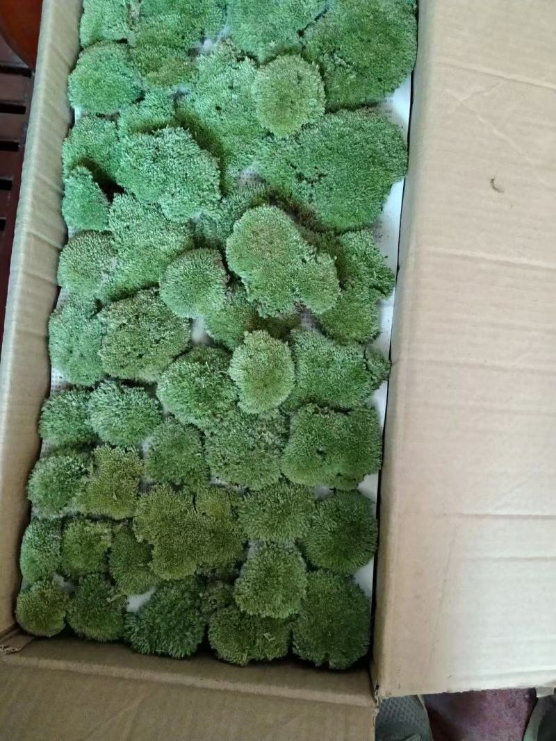 长期出售各种青苔，苔藓，大灰藓，白发藓等……