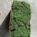 长期出售各种青苔，苔藓，大灰藓，白发藓等……