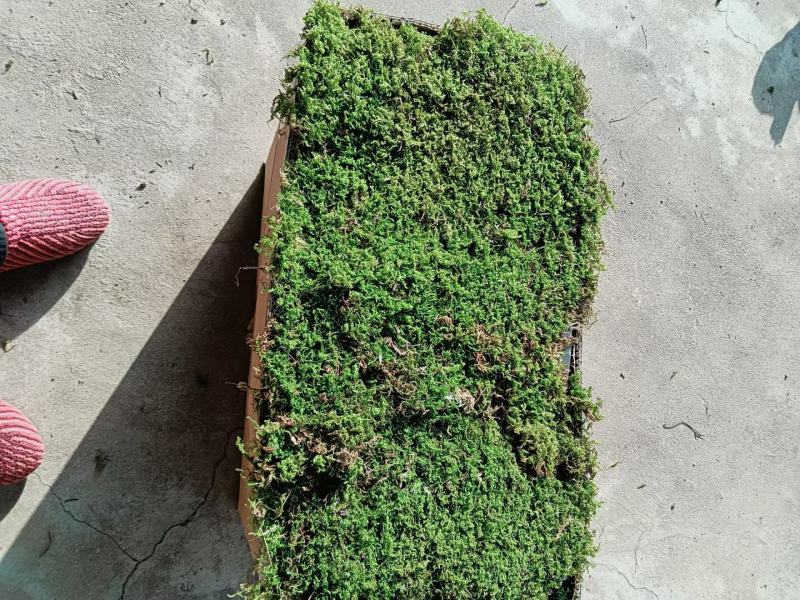 长期出售各种青苔，苔藓，大灰藓，白发藓等……