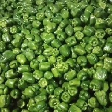 圆椒