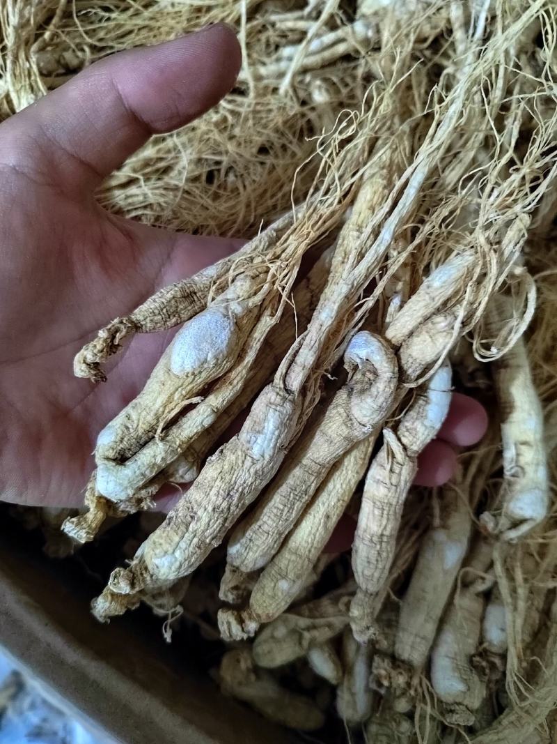 黄连，选黄连，鸡爪黄连，一手货源大货批发。
