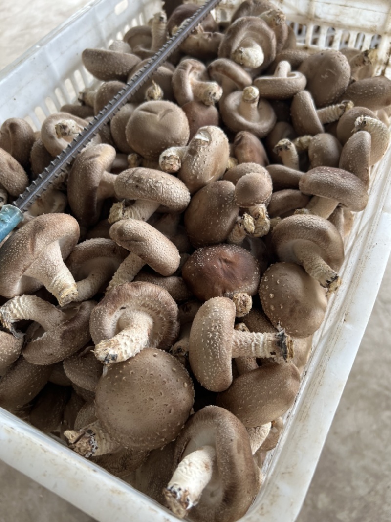平泉，承德，市场香菇，小包菇.一手货源，欢迎来电咨询