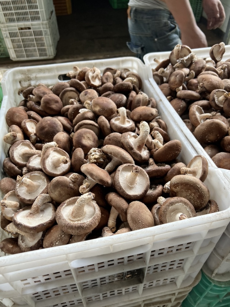 平泉，承德，市场香菇，小包菇.一手货源，欢迎来电咨询