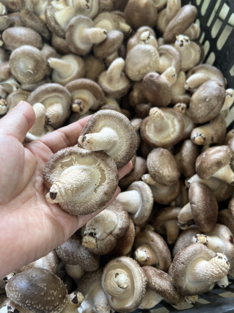 平泉，承德，市场香菇，小包菇.一手货源，欢迎来电咨询