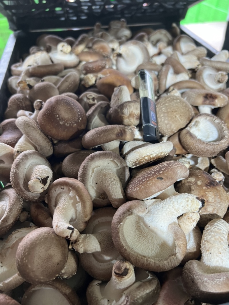 平泉，承德，市场香菇，小包菇.一手货源，欢迎来电咨询