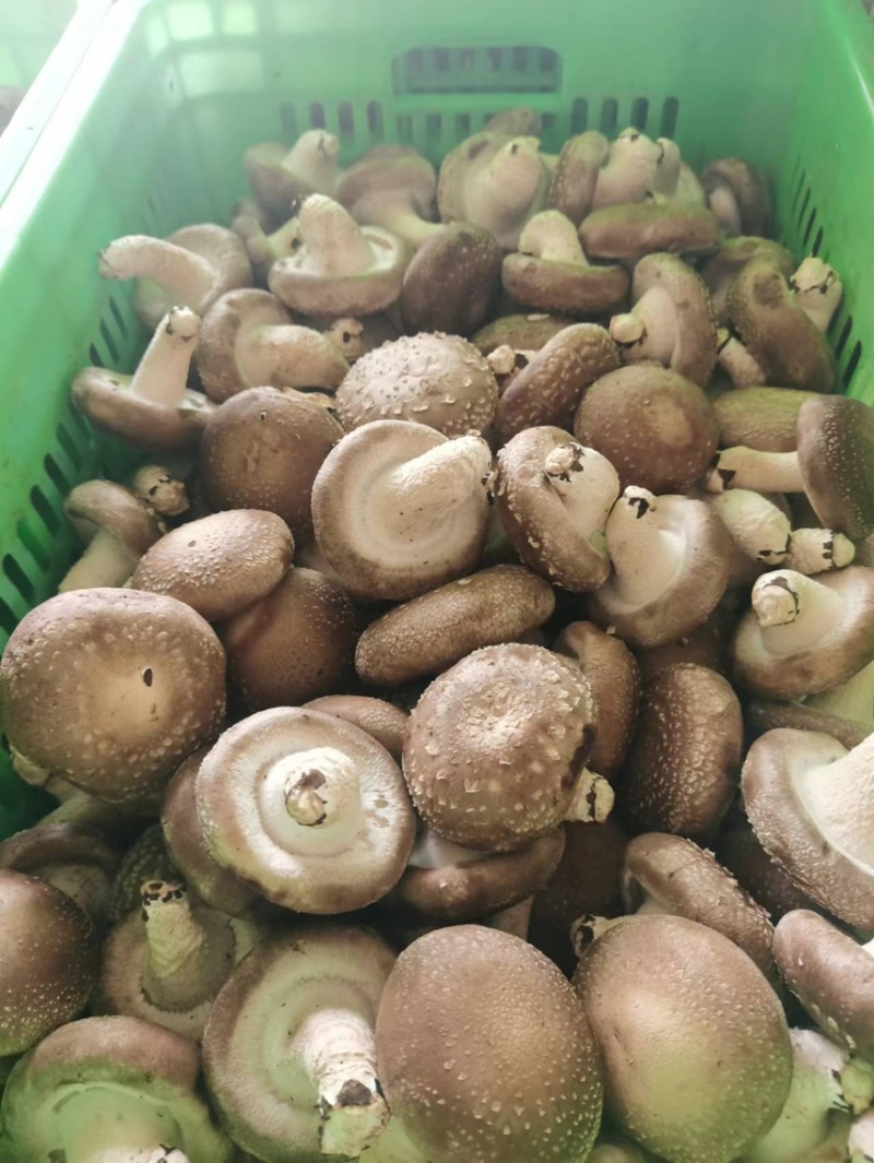 平泉，承德，市场香菇，小包菇.一手货源，欢迎来电咨询
