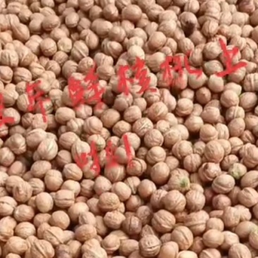 2022年薄皮鲜核桃