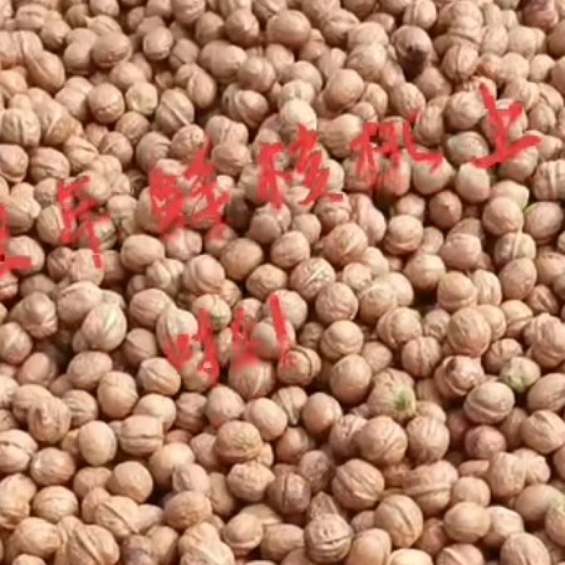2022年薄皮鲜核桃