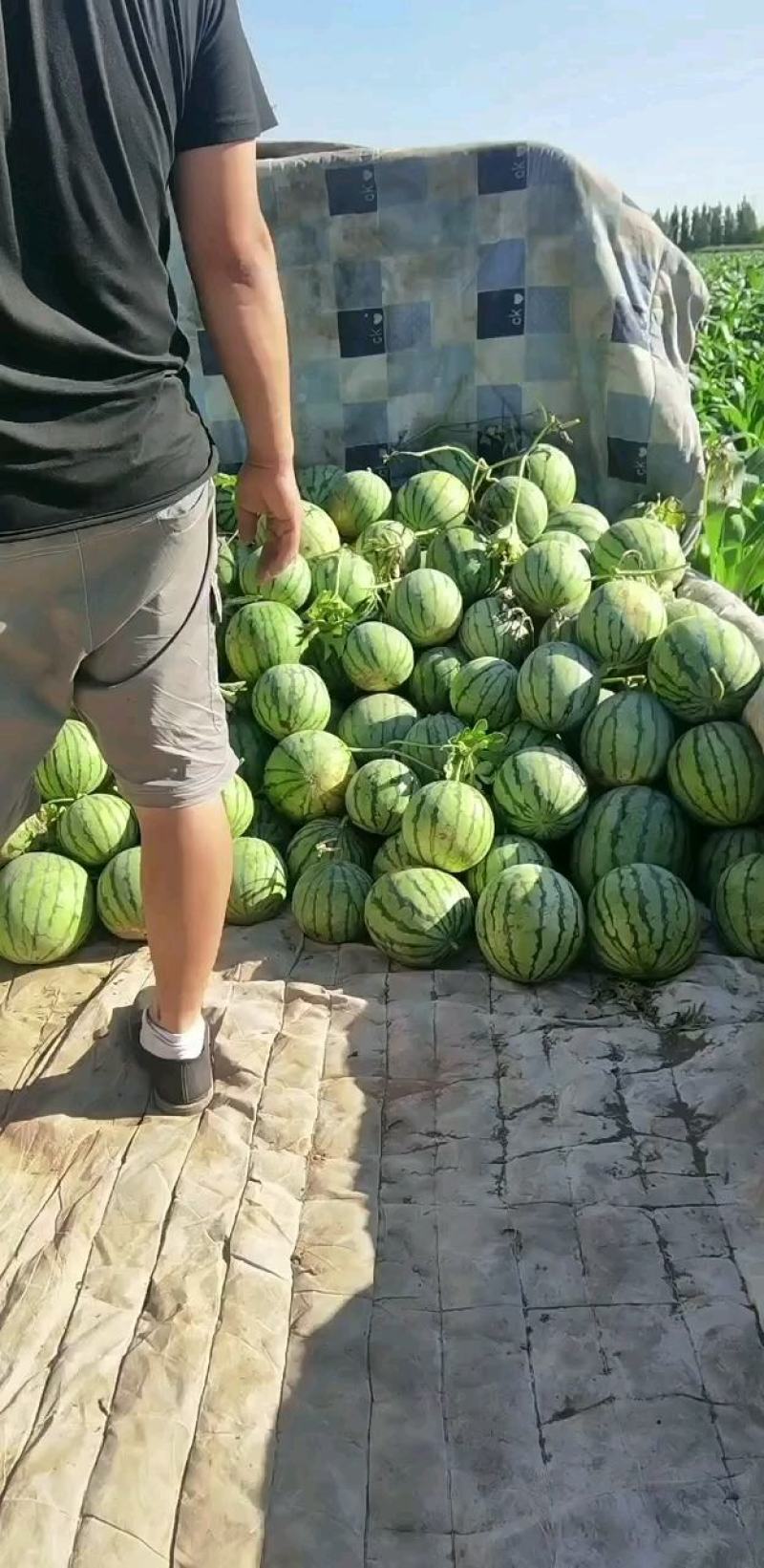 京欣西瓜