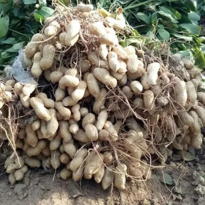 红豆花生，鲜花生上市