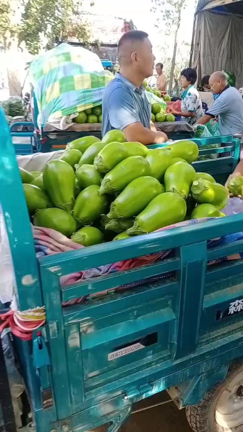 精品青茄无籽大量现货产地直供质量保证代发全国