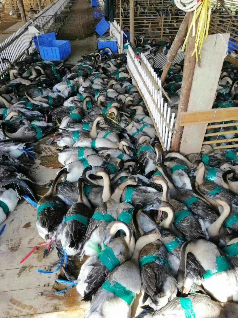 清远黑棕鹅大量批发现杀可帮急冻冷链发出全国