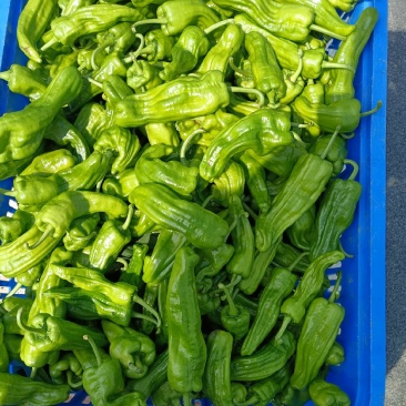 芜湖椒