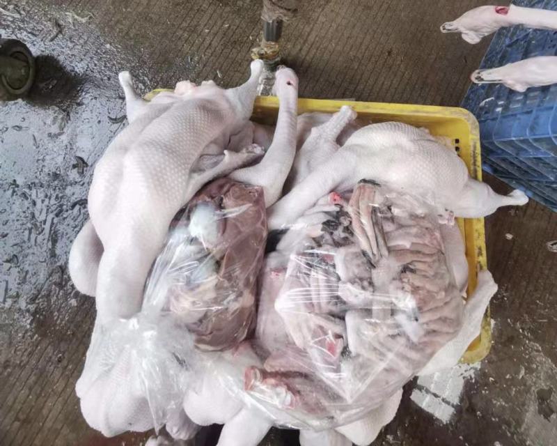 清远黑棕鹅大量批发现杀可帮急冻冷链发出全国