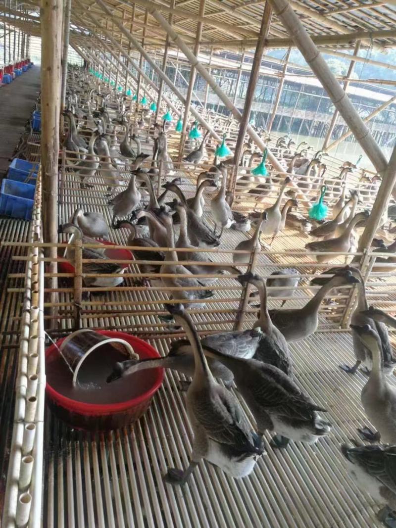 清远黑棕鹅大量批发现杀可帮急冻冷链发出全国
