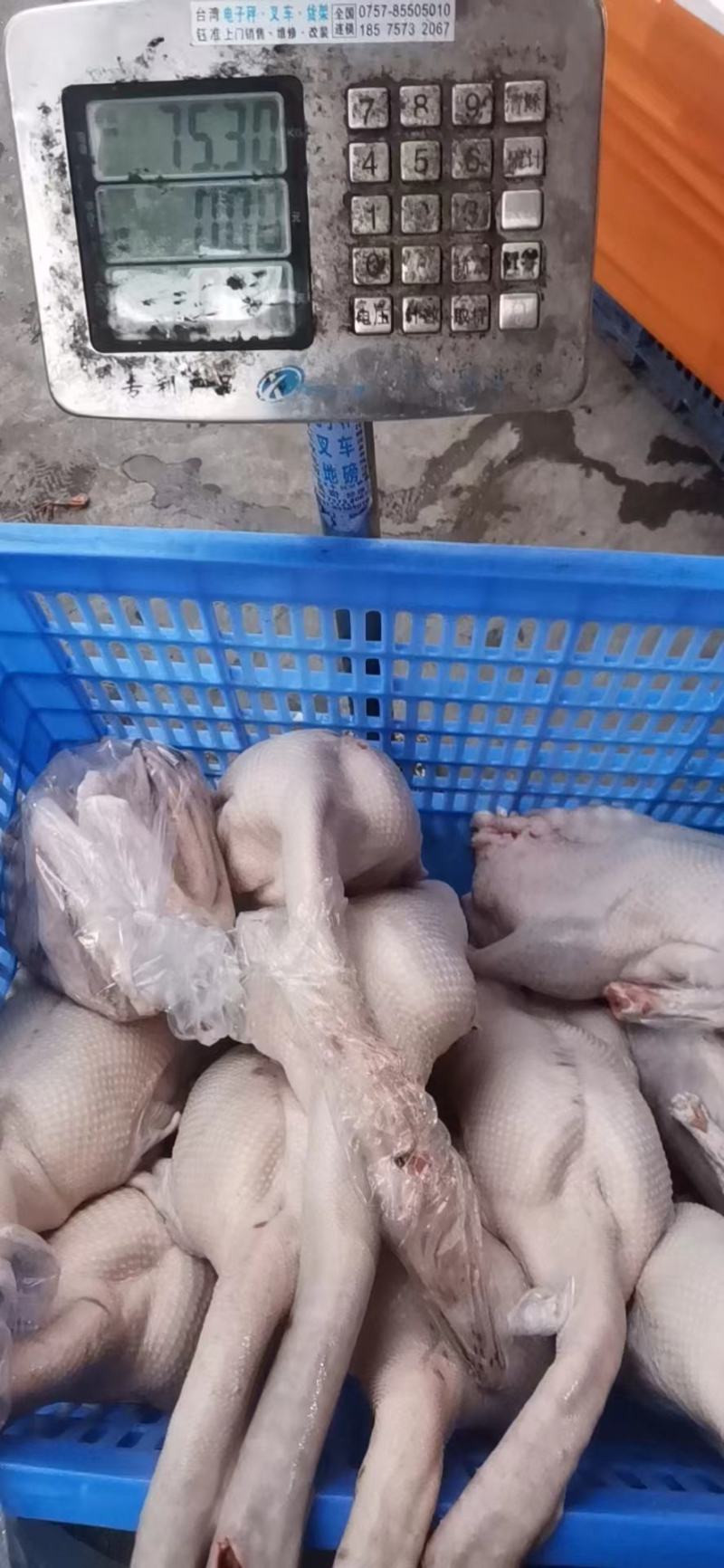 清远黑棕鹅大量批发现杀可帮急冻冷链发出全国