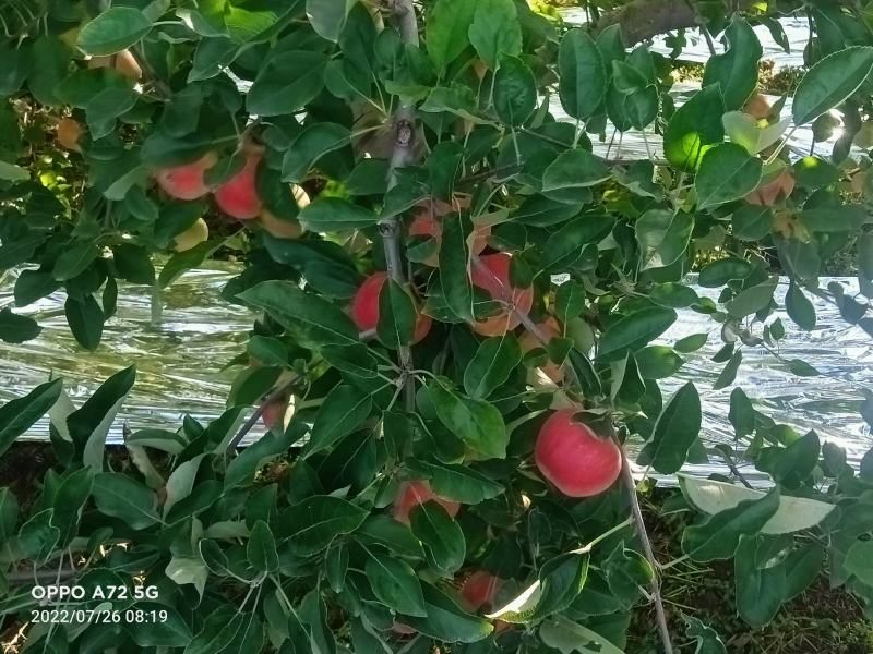 红露少量上架