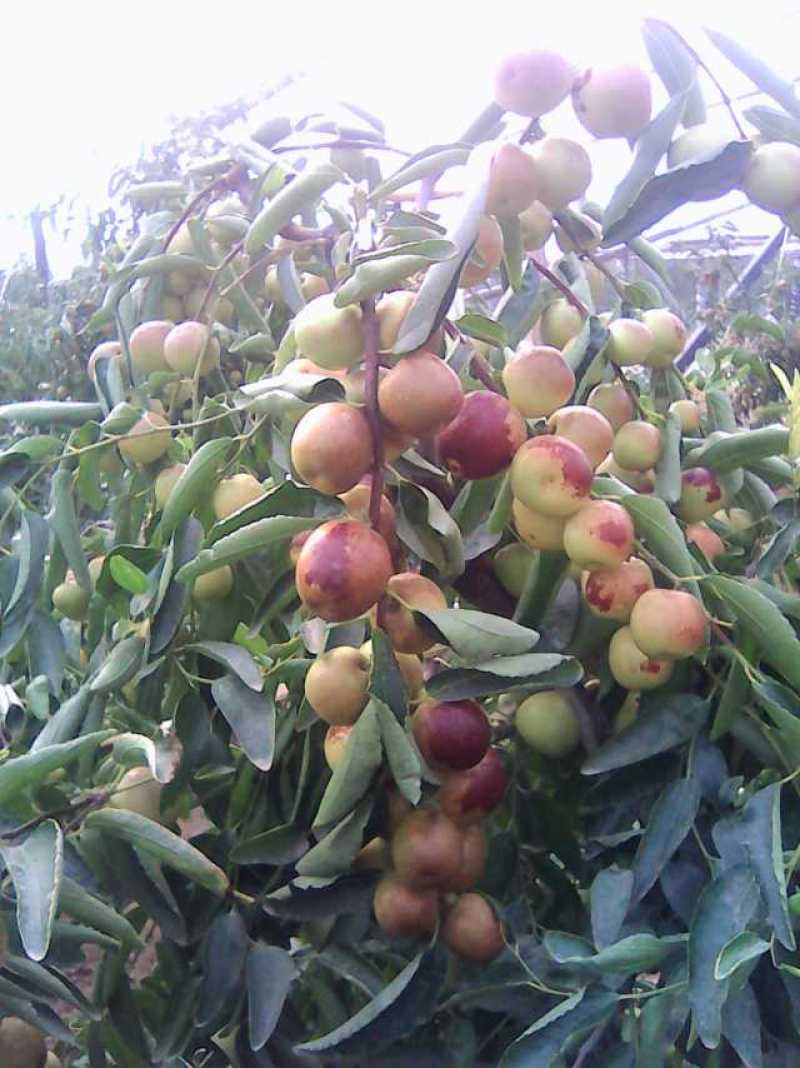 冬枣，冬枣苗，营养钵