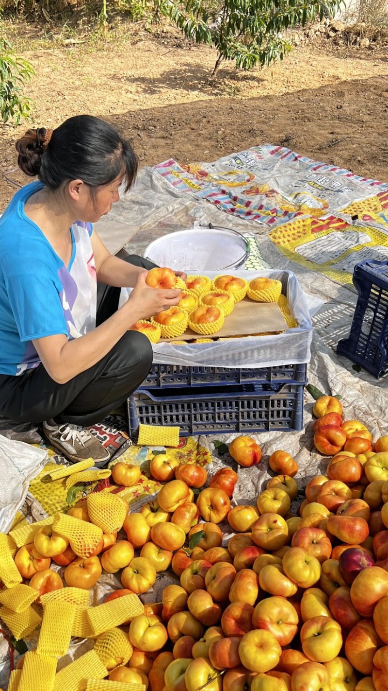 【精选】油潘九号油桃🍑中的贵族，产地大量供应