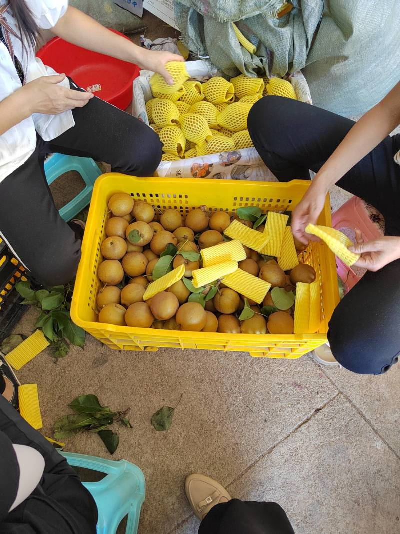广西桂林灌阳高山黄花梨产地直发，价格优惠欢迎来电订购