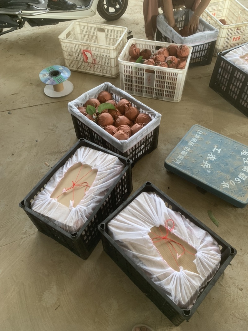 河南苹果梨果园直供，水分足，口感酥脆，量大欢迎来电，