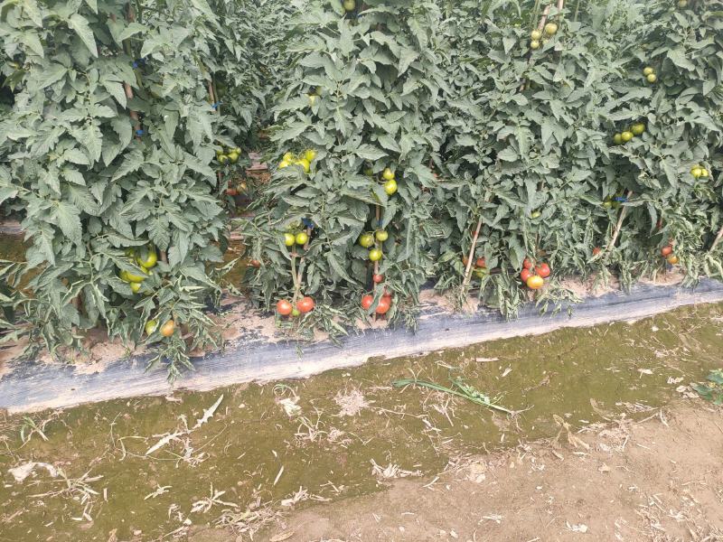 西红柿硬粉西红柿柿子沙漠西红柿沙瓤口感好个大耐储藏耐运输
