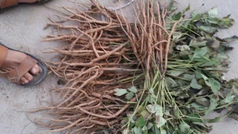 牡丹种苗中药材油用牡丹苗药用牡丹苗基地发货牡丹种苗