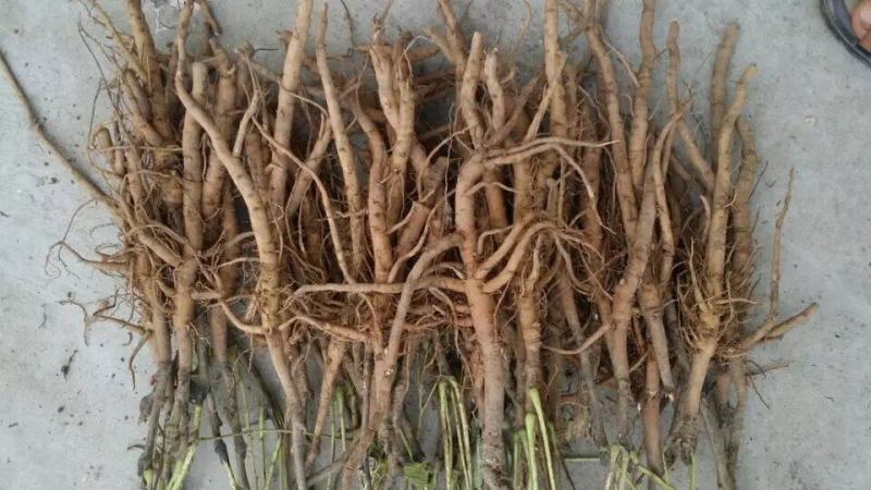 牡丹种苗中药材油用牡丹苗药用牡丹苗基地发货牡丹种苗