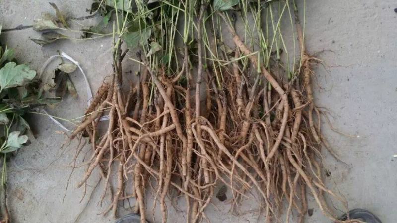 牡丹种苗中药材油用牡丹苗药用牡丹苗基地发货牡丹种苗