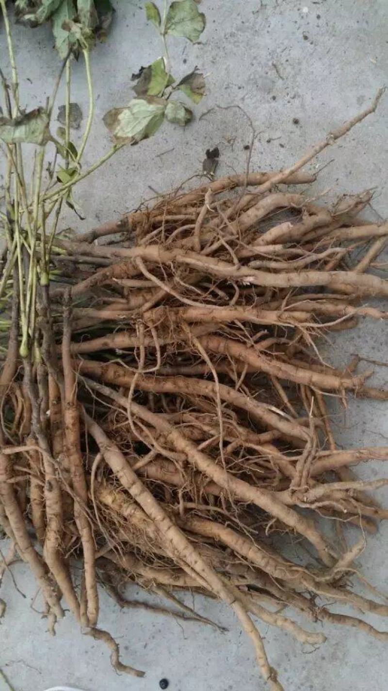 牡丹种苗中药材油用牡丹苗药用牡丹苗基地发货牡丹种苗