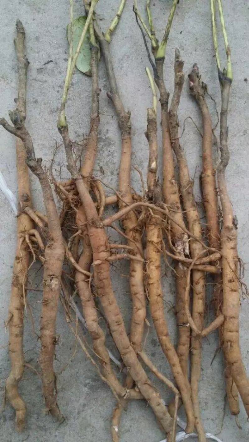 牡丹种苗中药材油用牡丹苗药用牡丹苗基地发货牡丹种苗