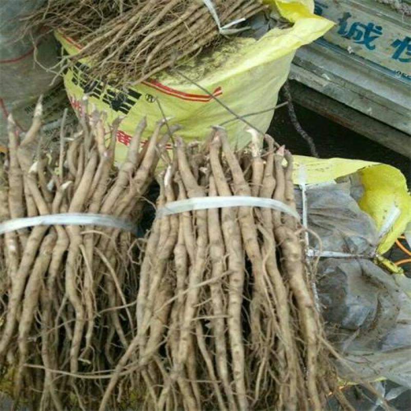牡丹种苗中药材油用牡丹苗药用牡丹苗基地发货牡丹种苗