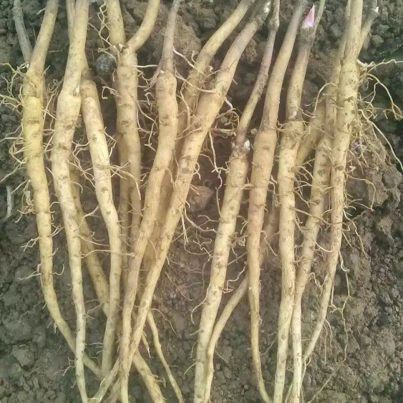 牡丹种苗中药材油用牡丹苗药用牡丹苗基地发货牡丹种苗