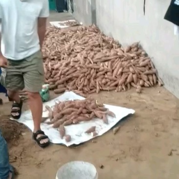 打粉红薯，产地直达，大量有货，欢迎新老顾客致电