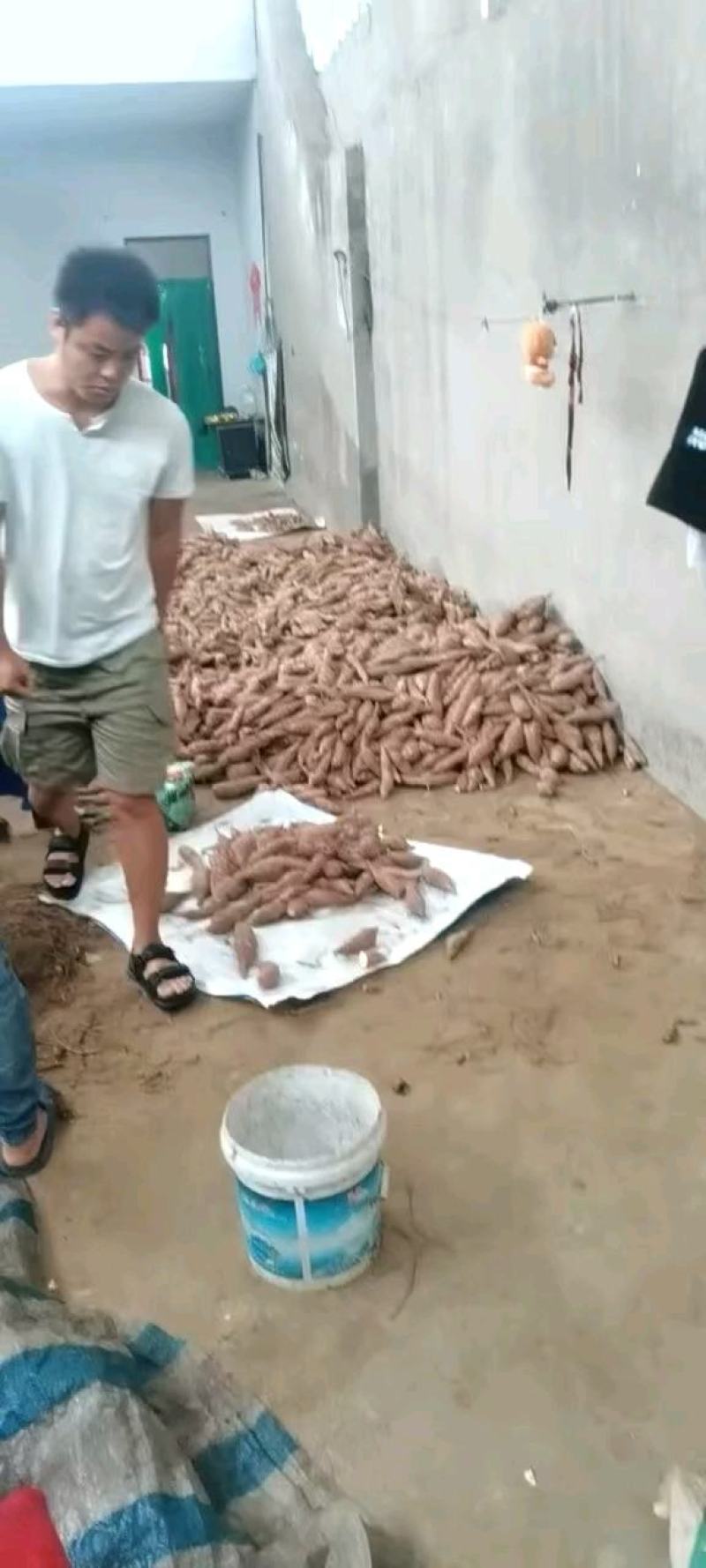 打粉红薯，产地直达，大量有货，欢迎新老顾客致电