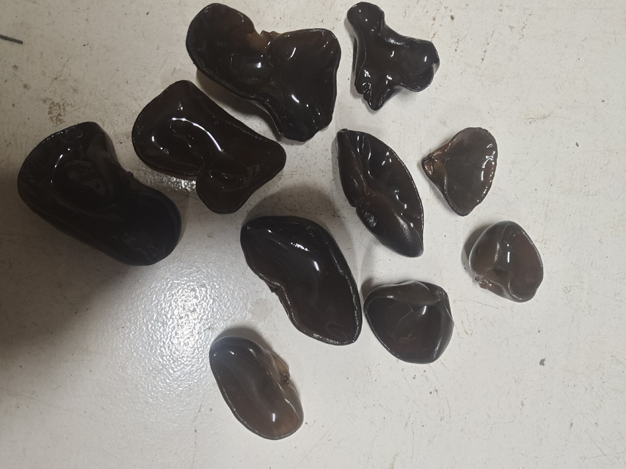 展示椴木耳与秋木耳的形态差异 毛木耳品种对比图