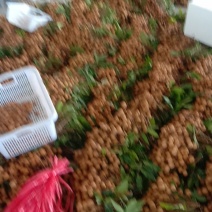 热带水果广东茂名电白区龙眼大貴上上中，产地直供，质量保证
