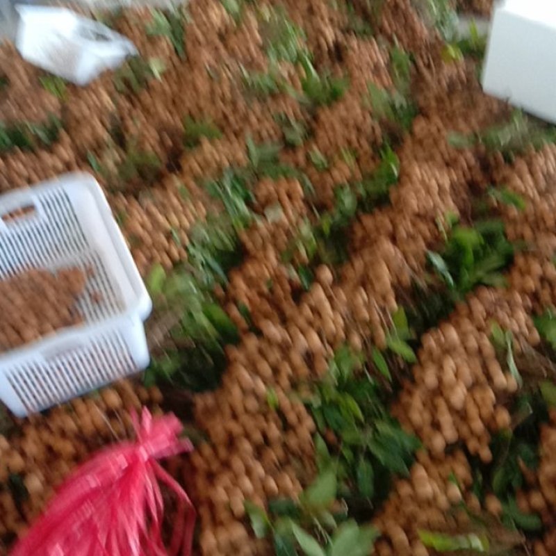 热带水果广东茂名电白区龙眼大貴上上中，产地直供，质量保证