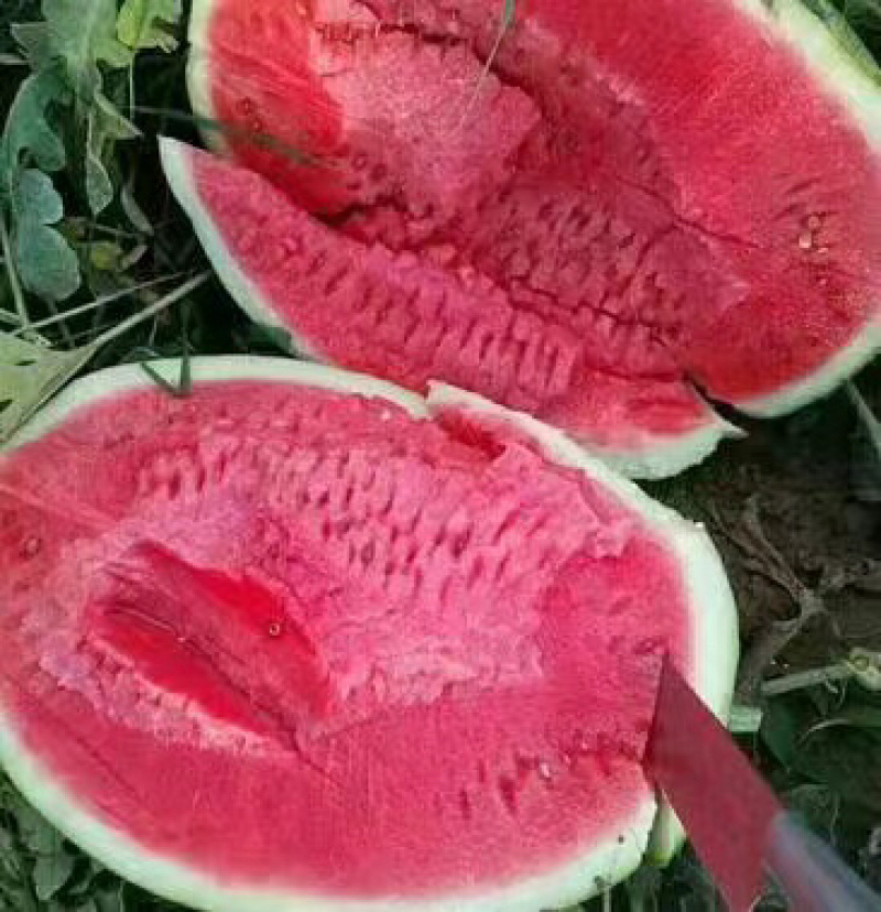 【基地直供】宁夏硒砂瓜，皮薄多汁，批发价格货源充足