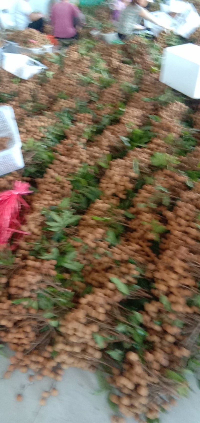 热带水果广东茂名电白区龙眼大貴上上中，产地直供，质量保证