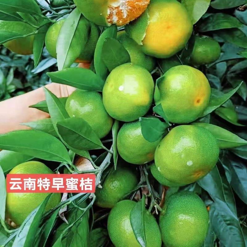 云南高原蜜桔