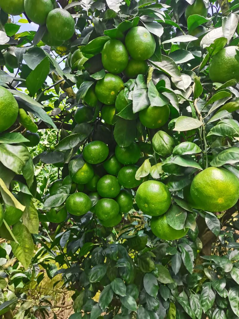 云南高原蜜桔