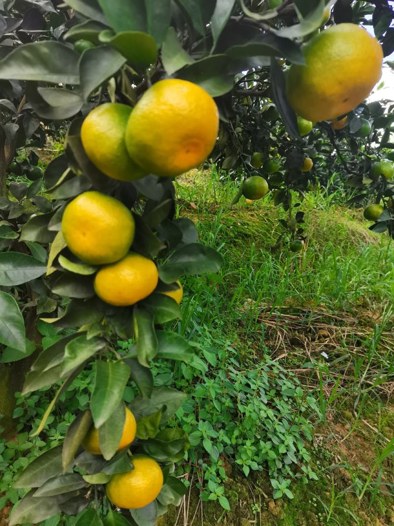 云南高原蜜桔