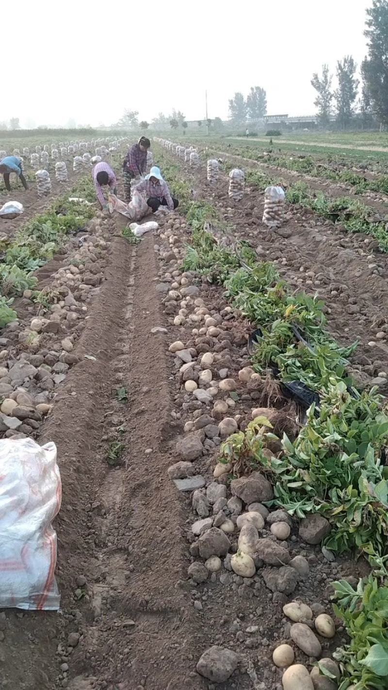 黄心土豆沃土5号土豆走超市，走电商走市厂一手货源长期供