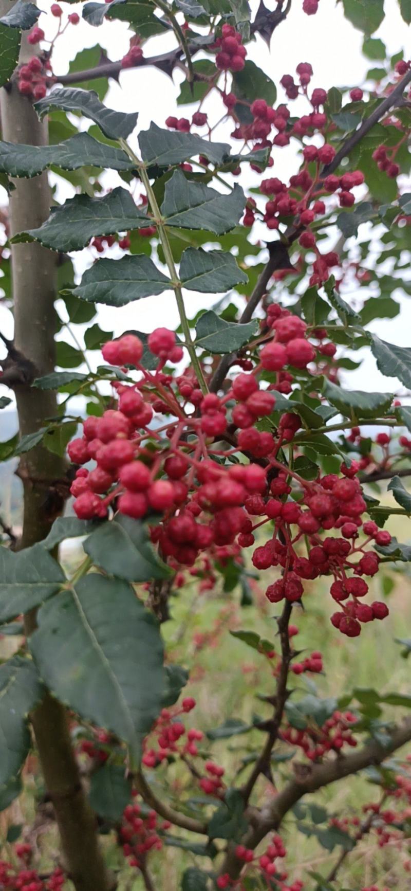 高原山区花椒，重口味！来自高原大山地区