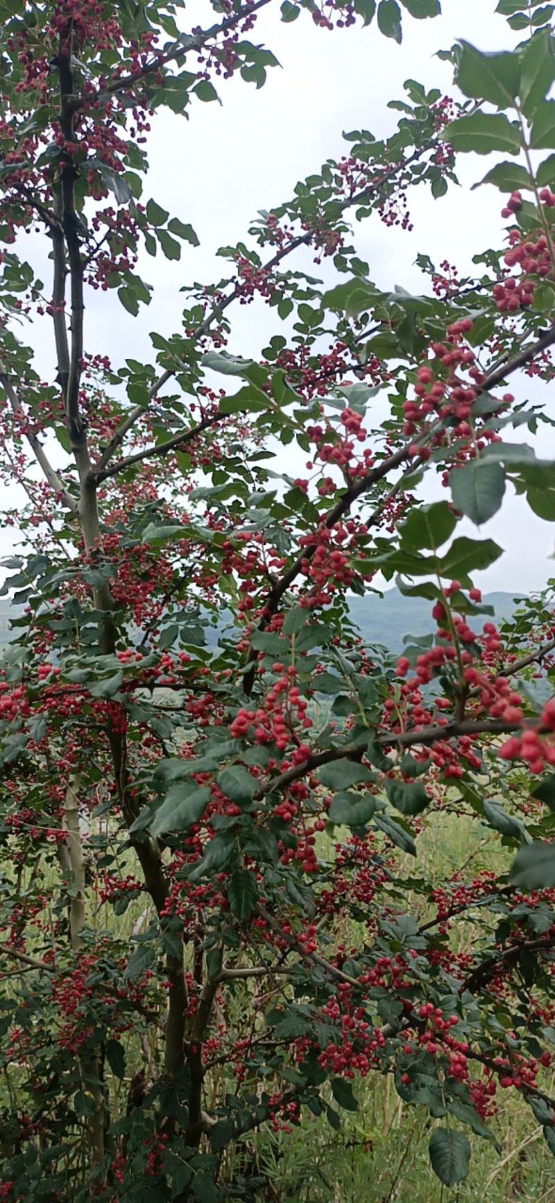 高原山区花椒，重口味！来自高原大山地区