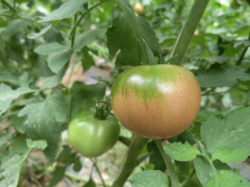 口感番茄西红柿草莓柿子京采六号熊蜂授粉自然成熟新鲜上市