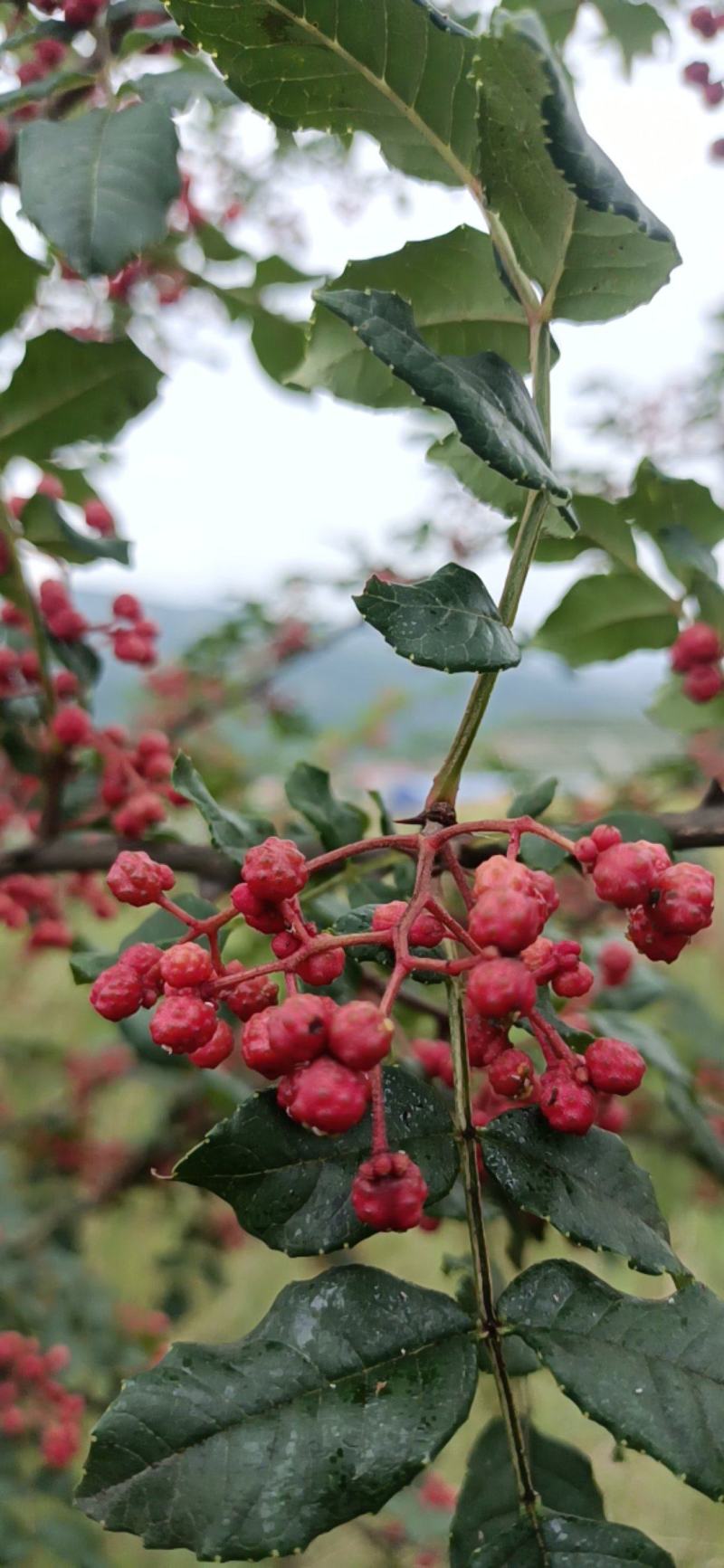 高原山区花椒，重口味！来自高原大山地区