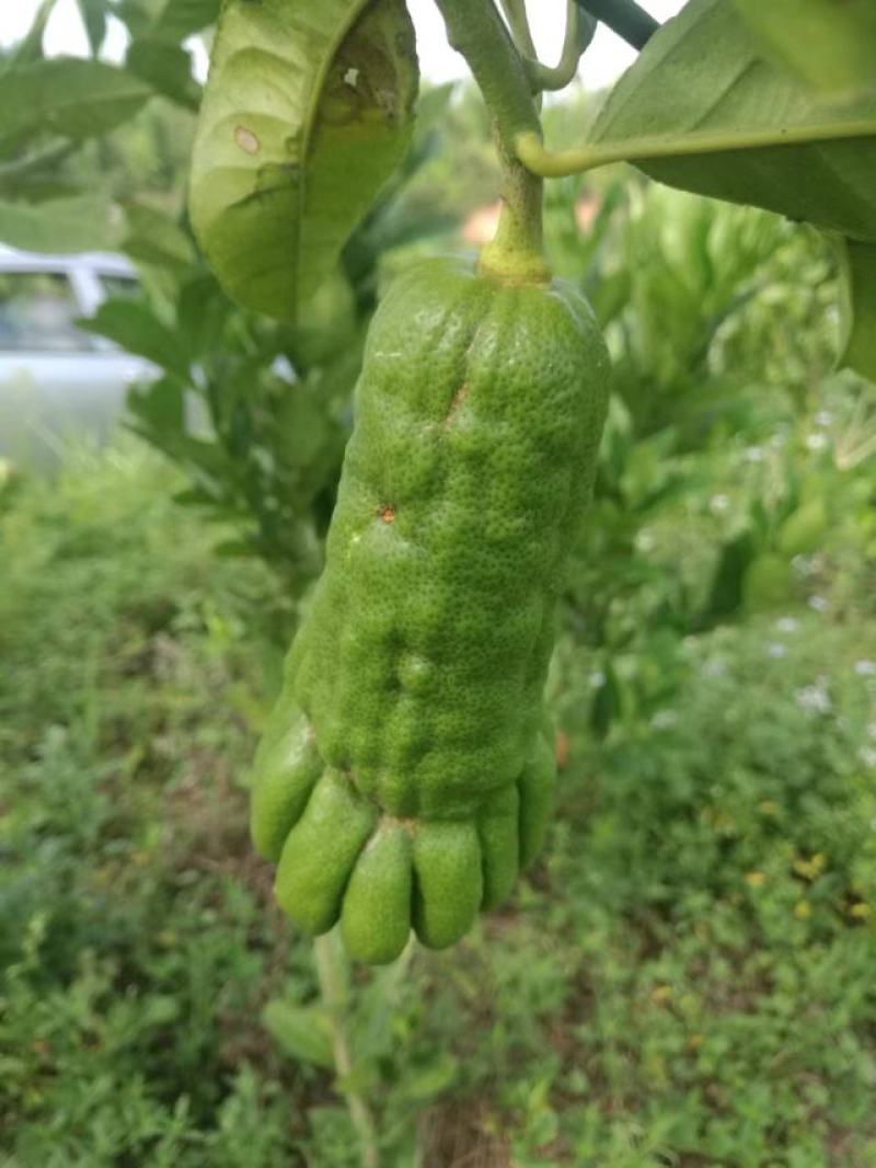 优质生态佛手果量产批发，8月可出货，欢迎产地看现货