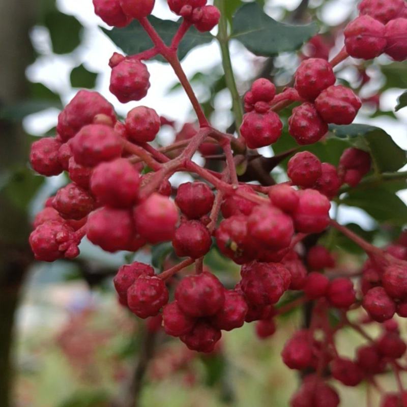 高原山区花椒，重口味！来自高原大山地区